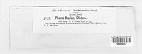 Phoma mariae image